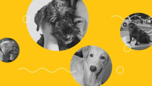 How our pets help us get through a crisis